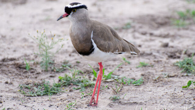 Vanellus coronatus Crowned Lapwing, Vanellus coronatus
