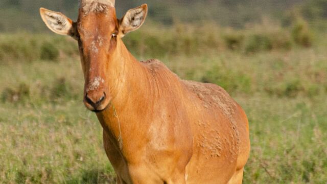 Alcelaphus buselaphus Hartebeest, Alcelaphus buselaphus