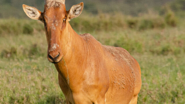 Alcelaphus buselaphus Hartebeest, Alcelaphus buselaphus