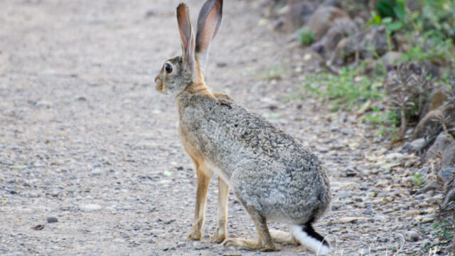 Lepus capensis Cape Hare, Lepus capensis