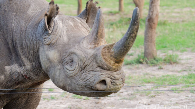 Baraka, the blind Black Rhino Baraka, the blind Black Rhino