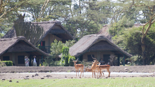 Aepyceros melampus, at the watering hole by Sweetwaters Serena Camp Impala, Aepyceros melampus,