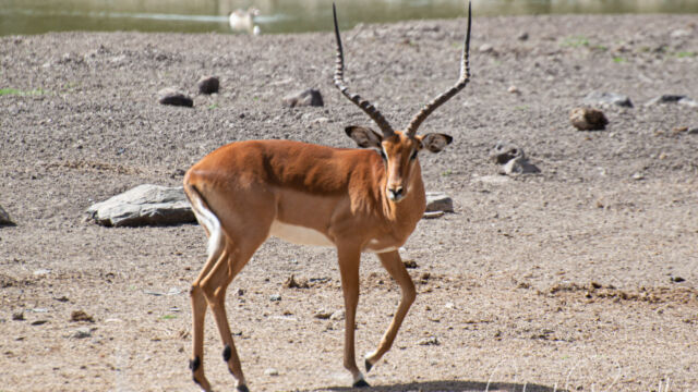 Aepyceros melampus, at the watering hole by camp Impala, Aepyceros melampus,