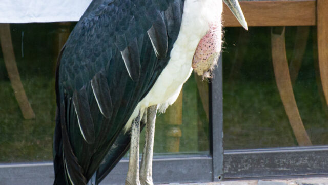 Leptoptilos crumenifer, hanging out by the dining area Marabou, Leptoptilos crumenifer