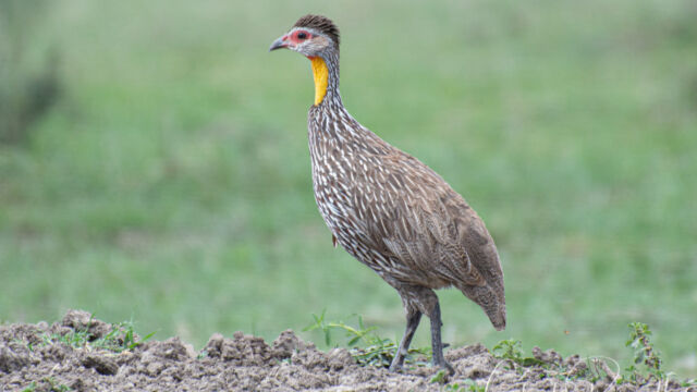 Pternistis leucoscepus Yellow-necked Francolin, Pternistis leucoscepus