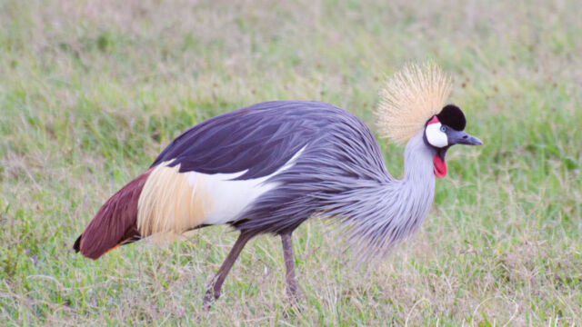 Balearica regulorum ssp. gibbericeps East African Crowned Crane, Balearica regulorum ssp. gibbericeps