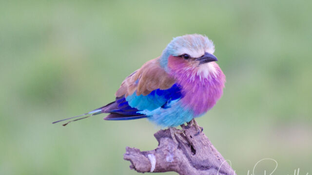 Coracias caudatus. Kenya's national bird Lilac-breasted Roller, Coracias caudatus