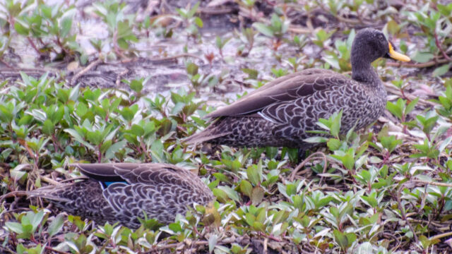 Anas undulata Yellow-billed Duck, Anas undulata