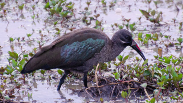 Bostrychia hagedash Hadada Ibis, Bostrychia hagedash
