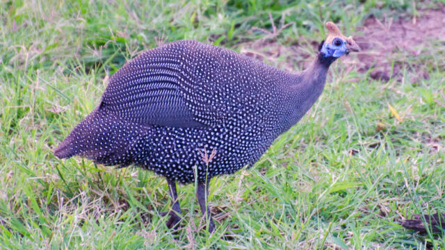 Numida meleagris Helmeted Guineafowl, Numida meleagris