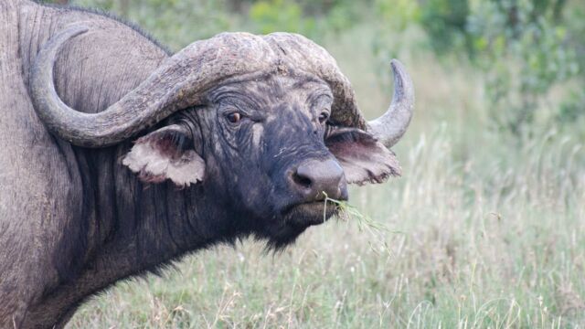 Syncerus caffer African Buffalo, Syncerus caffer