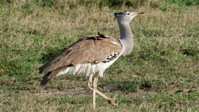 Ardeotis kori Kori Bustard, Ardeotis kori
