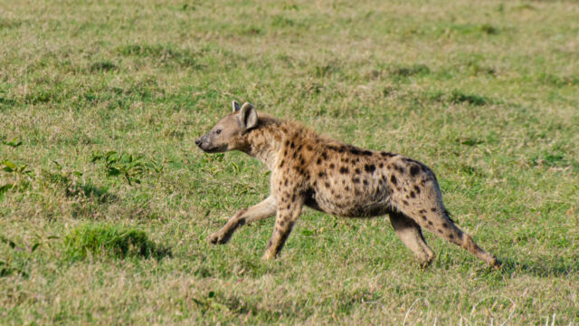 Crocuta crocuta Spotted Hyena, Crocuta crocuta