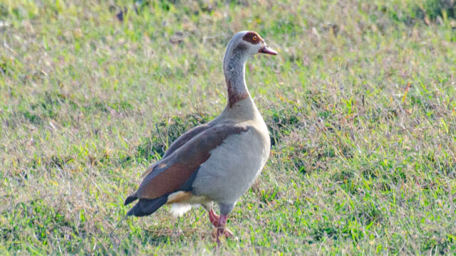 Alopochen aegyptiaca Egyptian Goose, Alopochen aegyptiaca