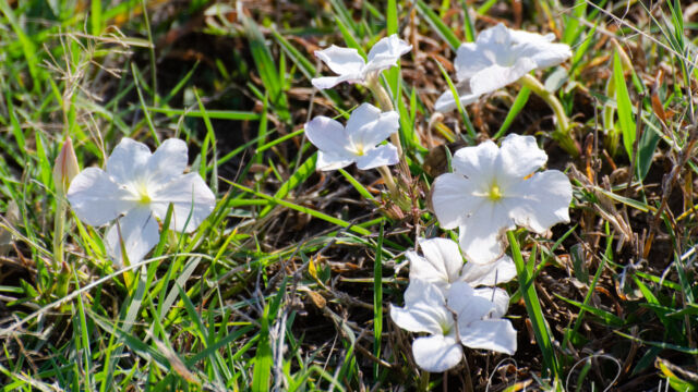Cycnium tubulosum ssp. tubulosum. aka "Tissue Paper Flower" locally Vlei ink-flower, Cycnium tubulosum ssp. tubulosum