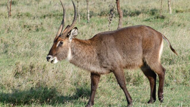 Kobus ellipsiprymnus ssp. defassa Defassa Waterbuck, Kobus ellipsiprymnus ssp. defassa