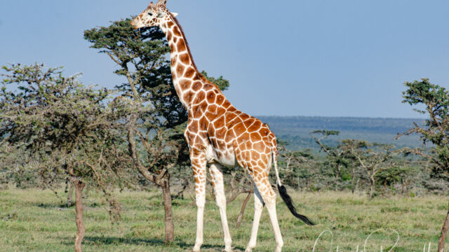 Giraffa camelopardalis ssp. reticulata Reticulated Giraffe, Giraffa camelopardalis ssp. reticulata