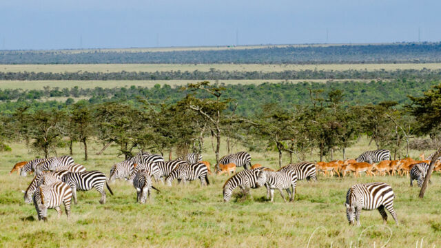 A mixture of Zebra and Impala crossing the open plain Ol Pejeta