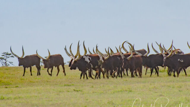 Ankole-Watusi Cattle are very rugged, prized by the local tribes Ankole-Watusi Cattle