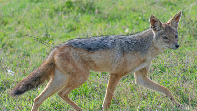 Canis mesomelas Black-backed Jackal, Canis mesomelas