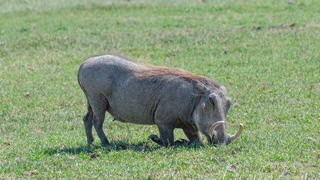 Phacochoerus africanus ssp. massaicus. They can't bend their necks, so they have to kneel down to eat Central African Warthog, Phacochoerus africanus ssp. massaicus