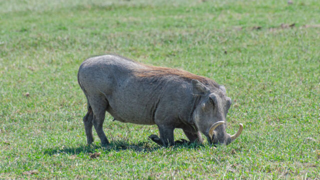 Phacochoerus africanus ssp. massaicus. They can't bend their necks, so they have to kneel down to eat Central African Warthog, Phacochoerus africanus ssp. massaicus