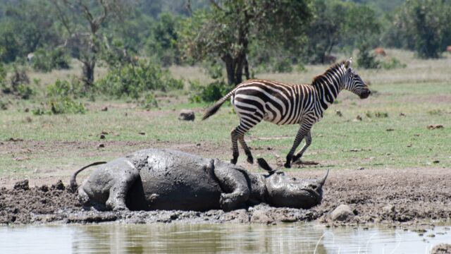 Diceros bicornis ssp. michaeli, enjoying a mud wallow at the watering hole by the camp Eastern Black Rhinoceros, Diceros bicornis ssp. michaeli