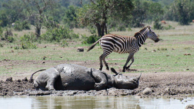 Diceros bicornis ssp. michaeli, enjoying a mud wallow at the watering hole by the camp Eastern Black Rhinoceros, Diceros bicornis ssp. michaeli