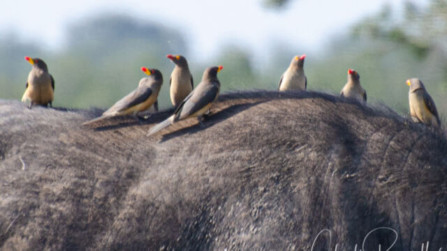 Red-billed Oxpecker, Buphagus erythrorhynchus and Yellow-billed Oxpecker Buphagus africanus Red-billed Oxpecker, Buphagus erythrorhynchus and Yellow-billed Oxpecker Buphagus africanus