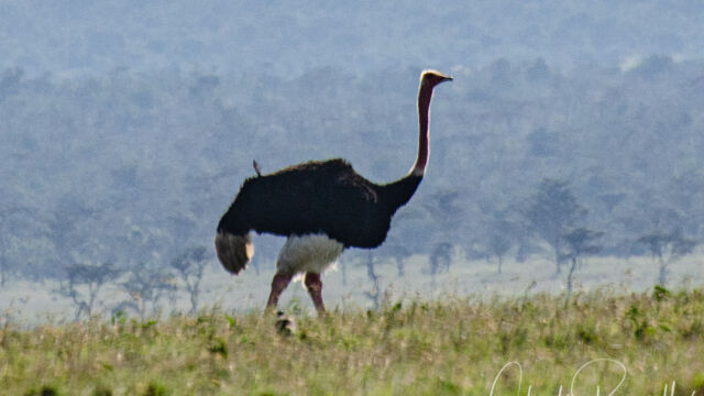 Struthio camelus. Male, in the distance Common Ostrich ,Struthio camelus