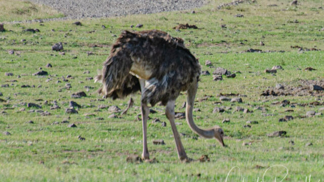 ,Struthio camelus, female Common Ostrich ,Struthio camelus