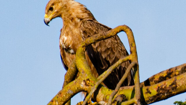 Aquila nipalensis Steppe Eagle, Aquila nipalensis