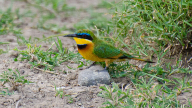 Merops pusillus Little Bee-Eater, Merops pusillus