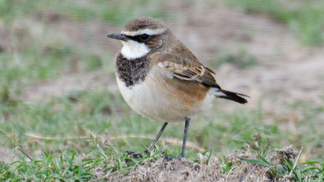 Oenanthe pileata Capped Wheatear, Oenanthe pileata