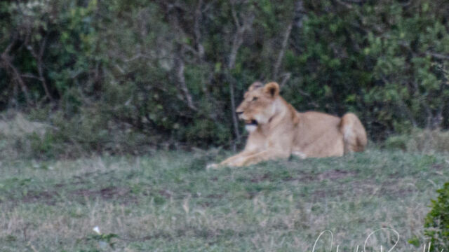 Panthera leo ssp. melanochaita, off in the distance right at sundown. The only big cat we saw here. Southern lion, Panthera leo ssp. melanochaita