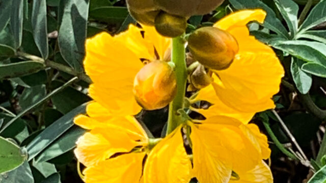 Senna didymobotrya African Wild Cassia, Senna didymobotrya