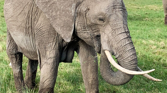 Loxodonta africana African Bush Elephant, Loxodonta africana