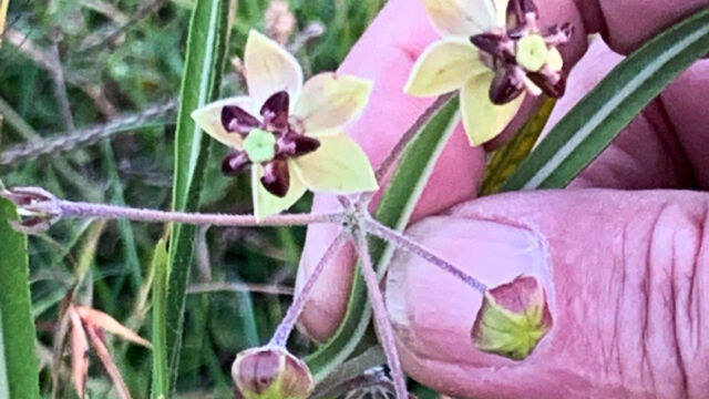 Milkweed Gomphocarpus kaessneri