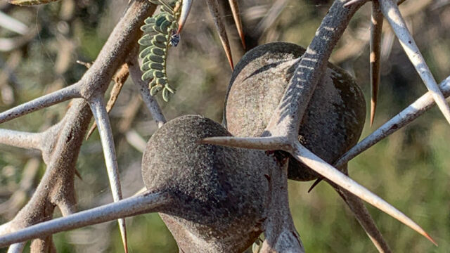 Vachellia drepanolobium Whistling thorn, Vachellia drepanolobium