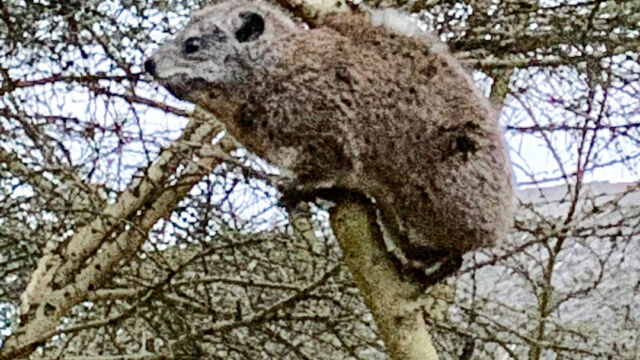 Hyrax
