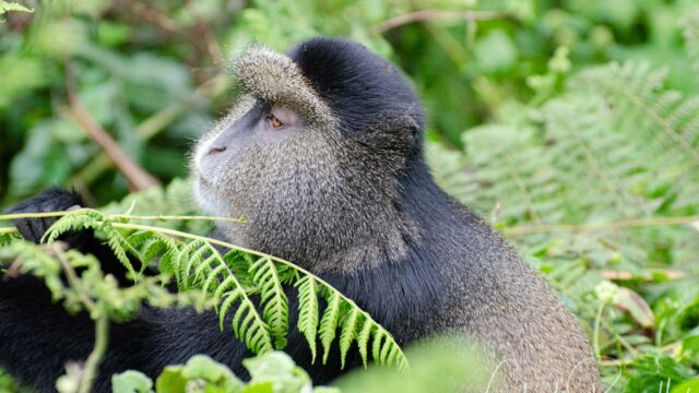 Cercopithecus mitis ssp. kandti Golden Monkey, Cercopithecus mitis ssp. kandti