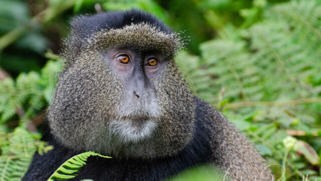 Cercopithecus mitis ssp. kandti Golden Monkey, Cercopithecus mitis ssp. kandti