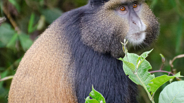 Cercopithecus mitis ssp. kandti Golden Monkey, Cercopithecus mitis ssp. kandti