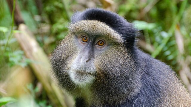 Cercopithecus mitis ssp. kandti Golden Monkey, Cercopithecus mitis ssp. kandti