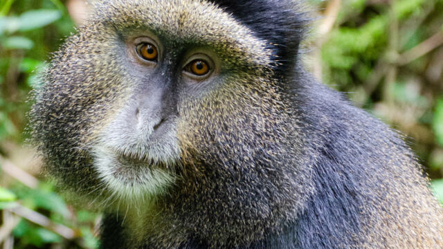 Cercopithecus mitis ssp. kandti Golden Monkey, Cercopithecus mitis ssp. kandti