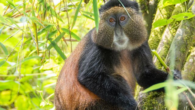 Cercopithecus mitis ssp. kandti Golden Monkey, Cercopithecus mitis ssp. kandti