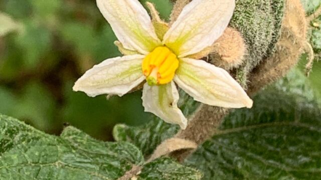 Solanum sp Nightshade, Solanum sp