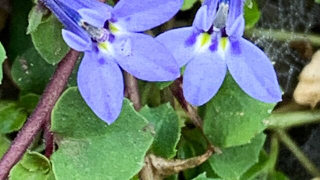 Lobelia sp.