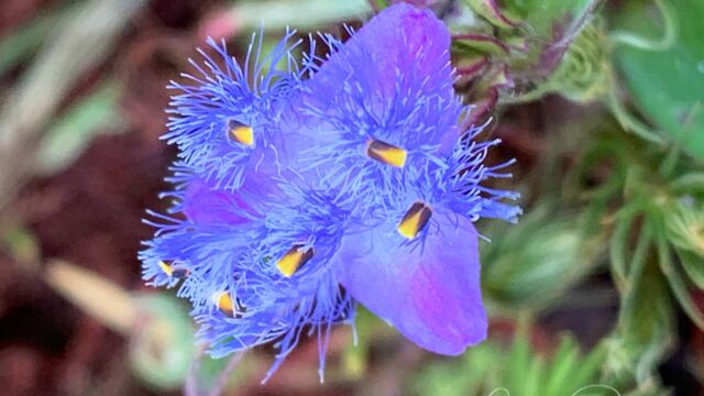 Cyanotis sp. Blue Ears (Spiderwort), Cyanotis sp.