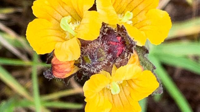 Orobanchaceae Alectra sp., Orobanchaceae